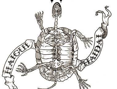 The Economist Illustrated - Returning students: Plight of the sea turtles